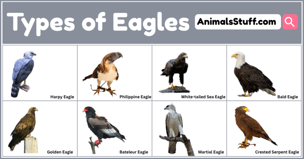 Different Types of Eagles Around the World