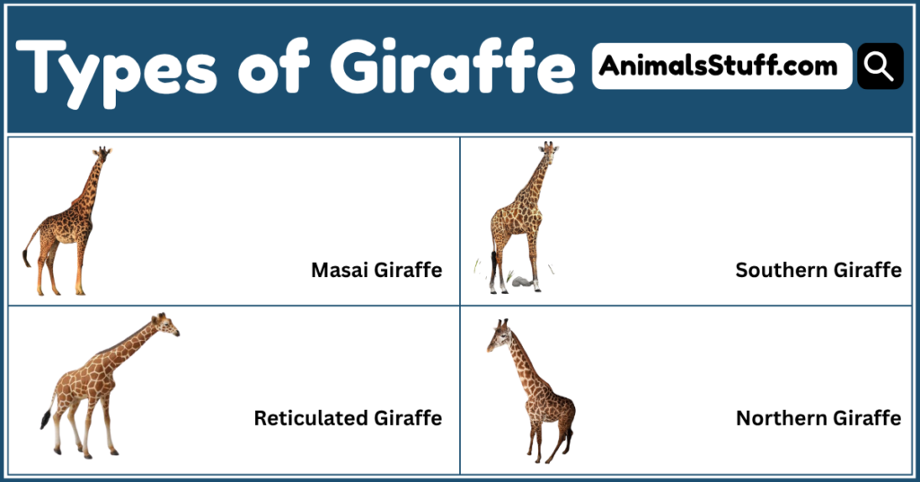 Giraffe Types with Pictures 4 Types of Giraffe