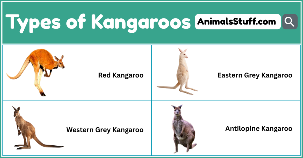 Types of Kangaroos with Pictures